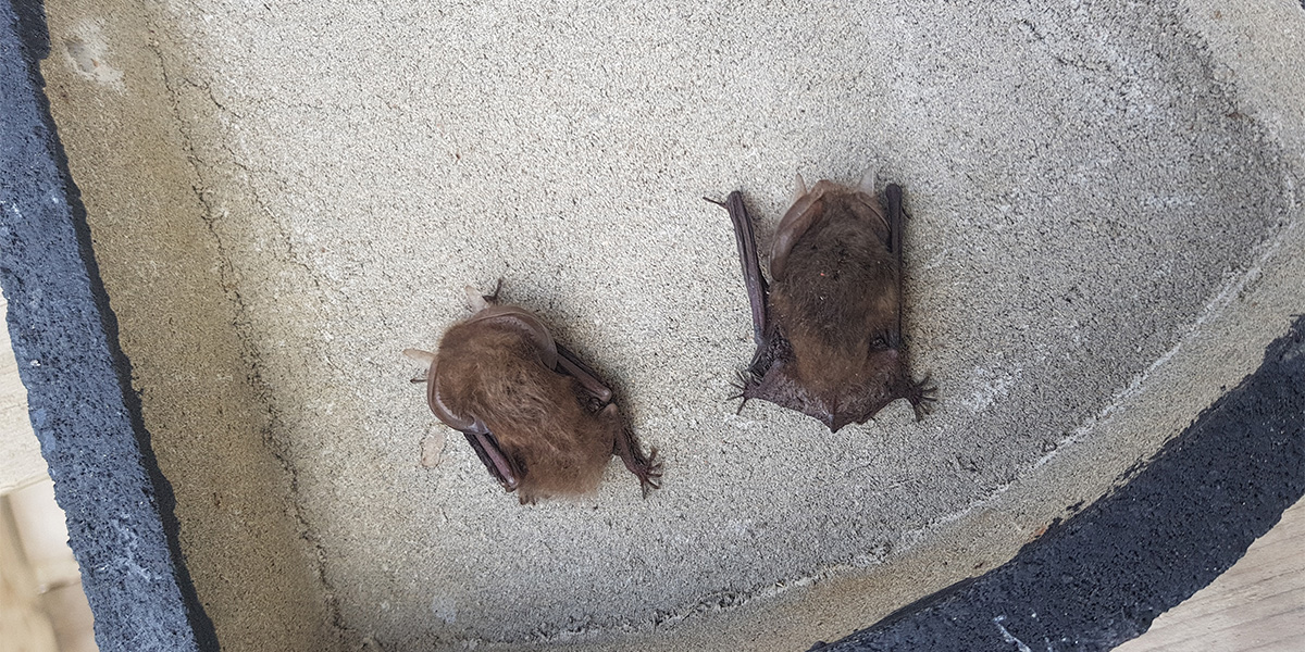 Mitigation Supervision